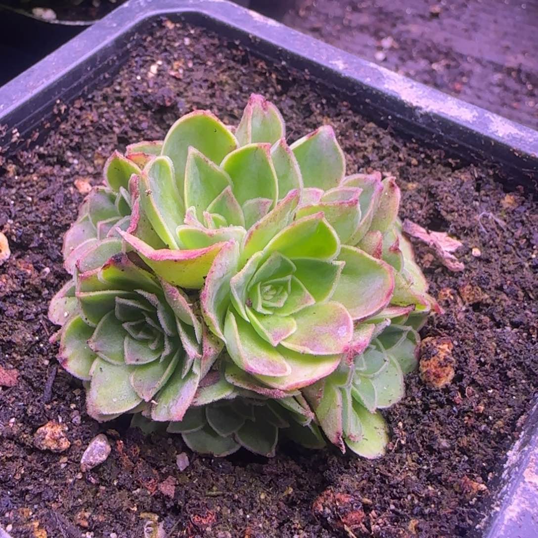 5厘米神舟花球玫瑰1342828383