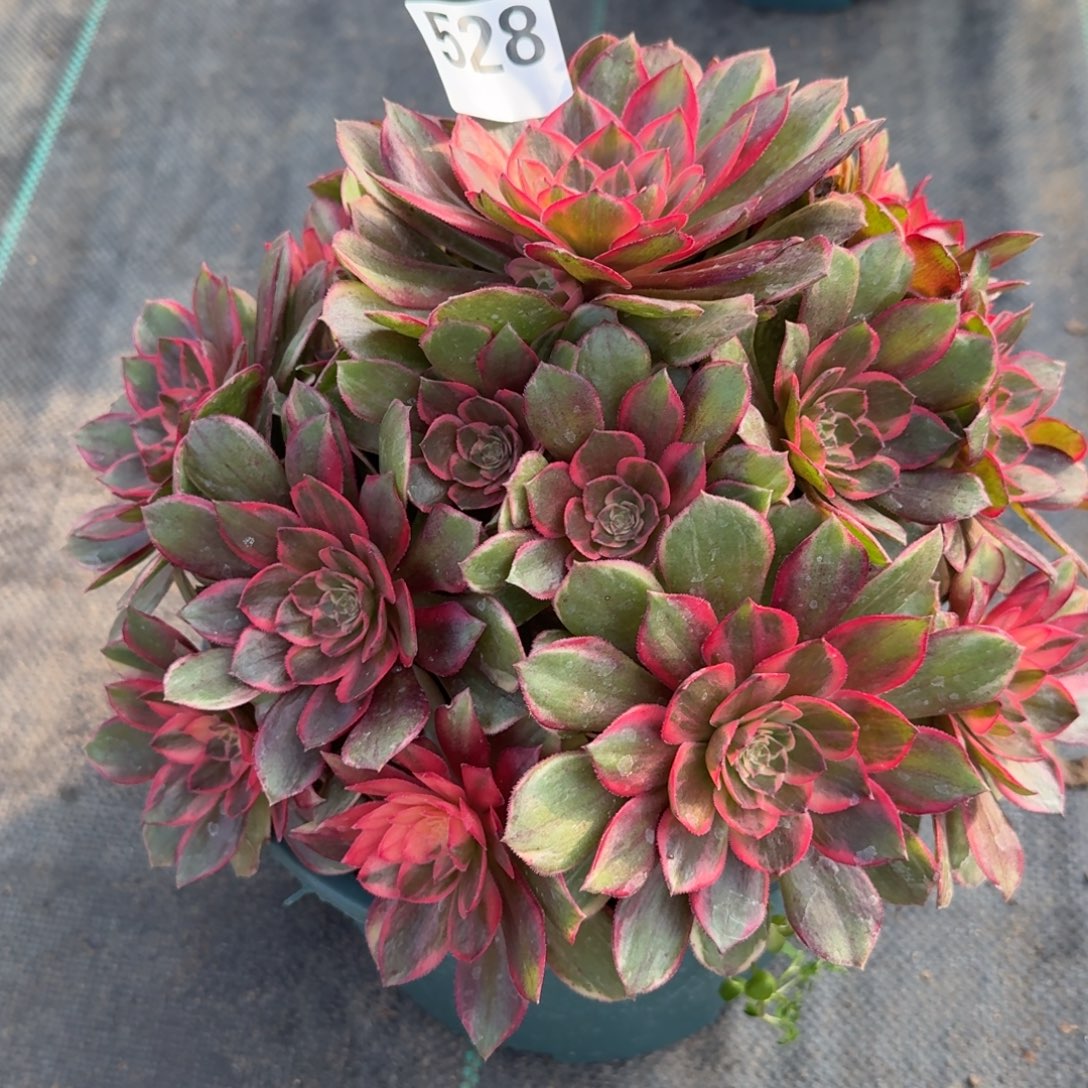 528黑魔禁多肉植物福利