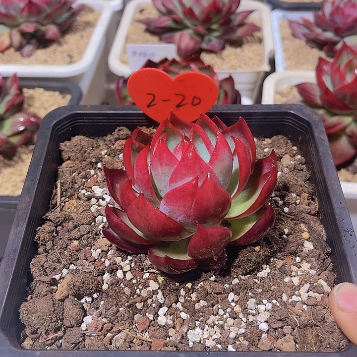 惊鸿仙子多肉植物2-20