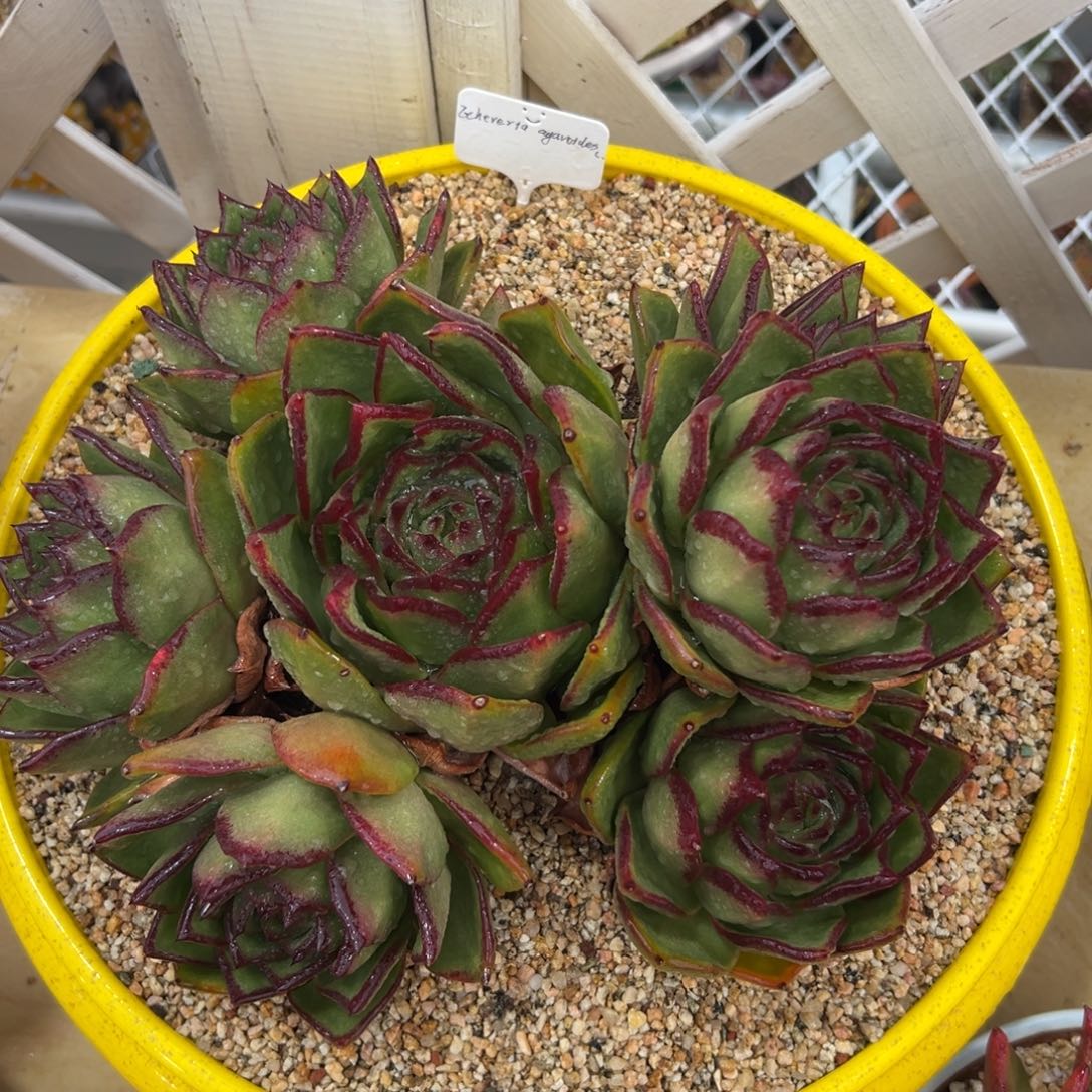 从前慢多肉精选编号0109.3980