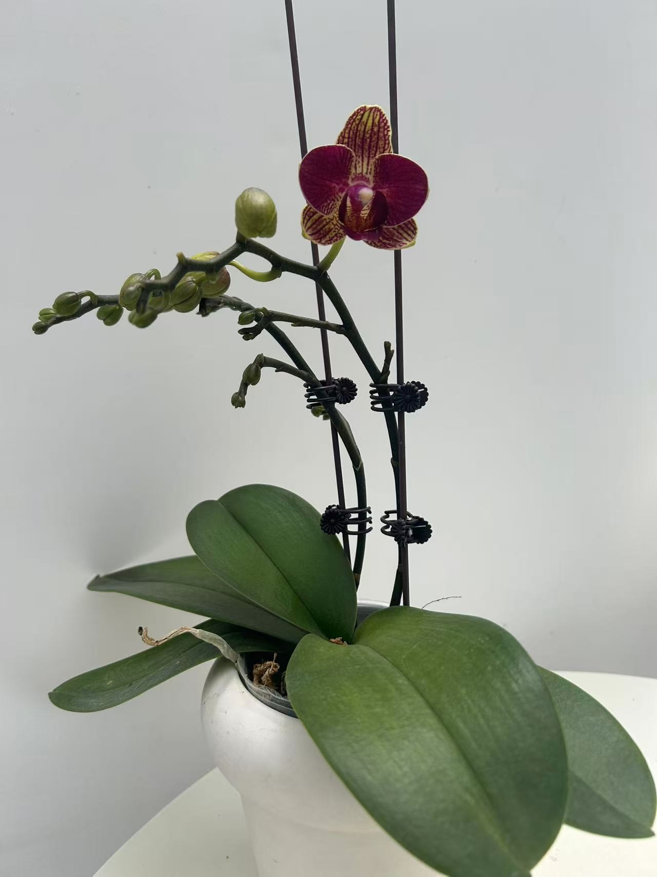 欢然花田培植蝴蝶兰（506）单福利无售后