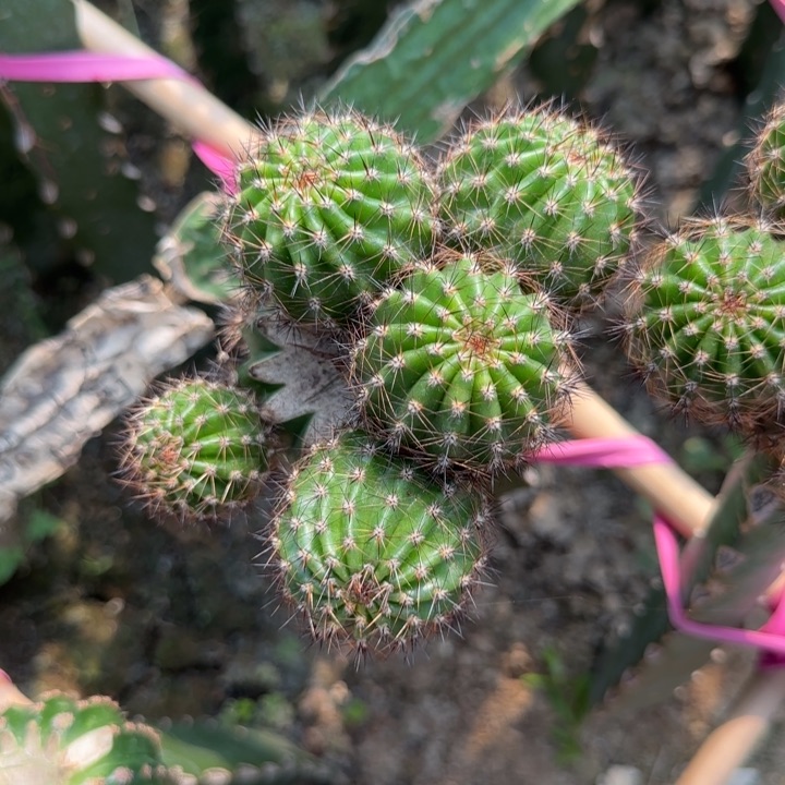 洛花花无根侧芽两公分左右
