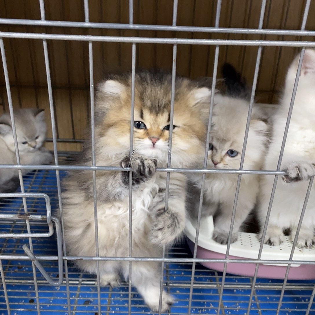 老***。金长毛妹妹一只黑