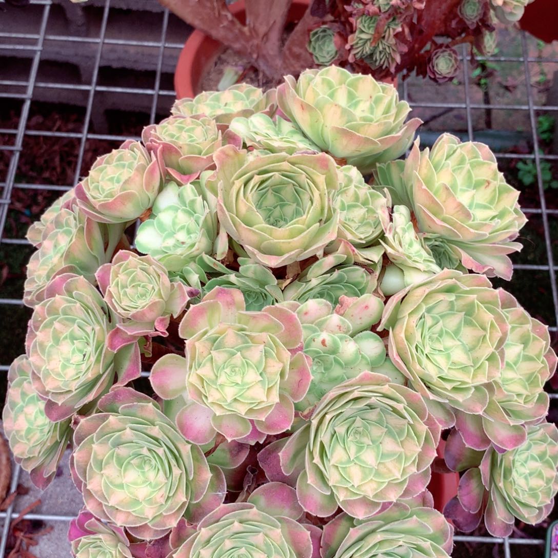 韶华老桩，多肉植物