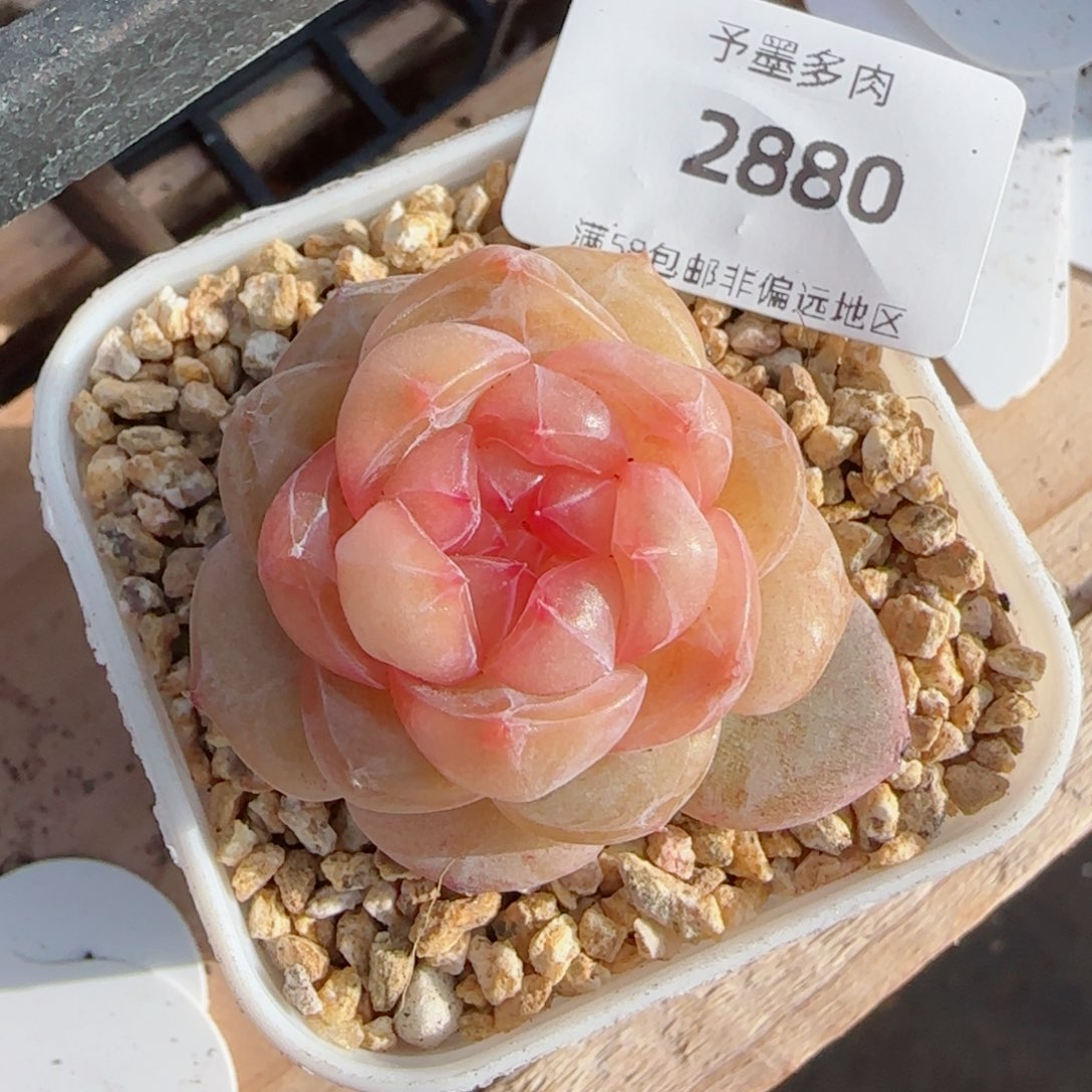 孤品，2880多肉植物