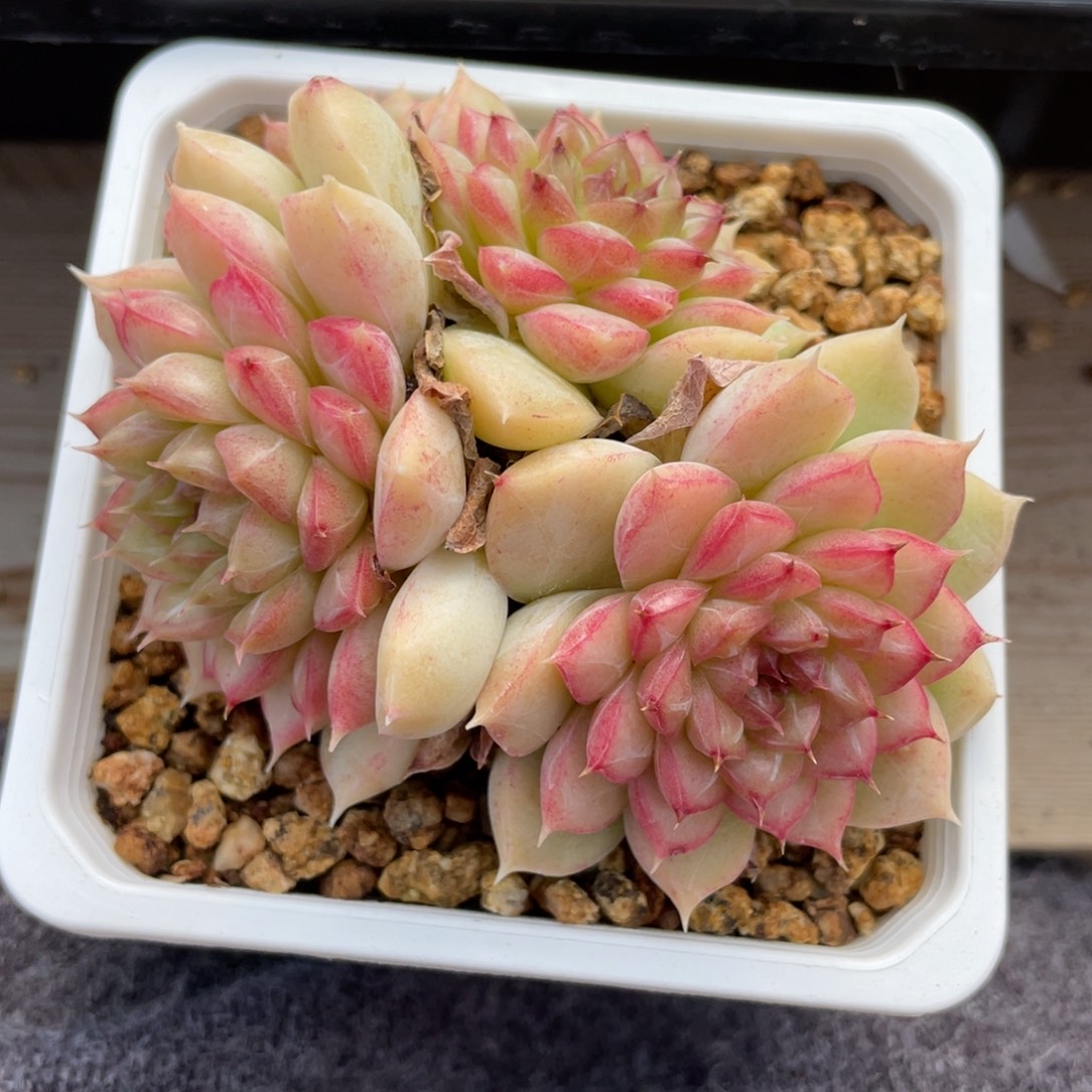 优选暗纹女王多肉1412