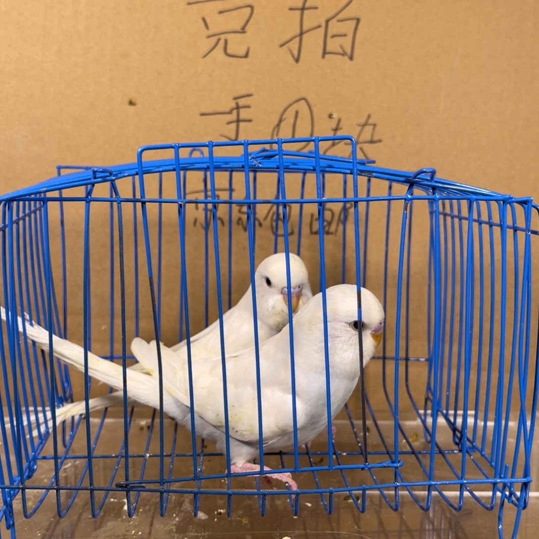 虎皮鹦鹉哈哈哈哈哈哈哈