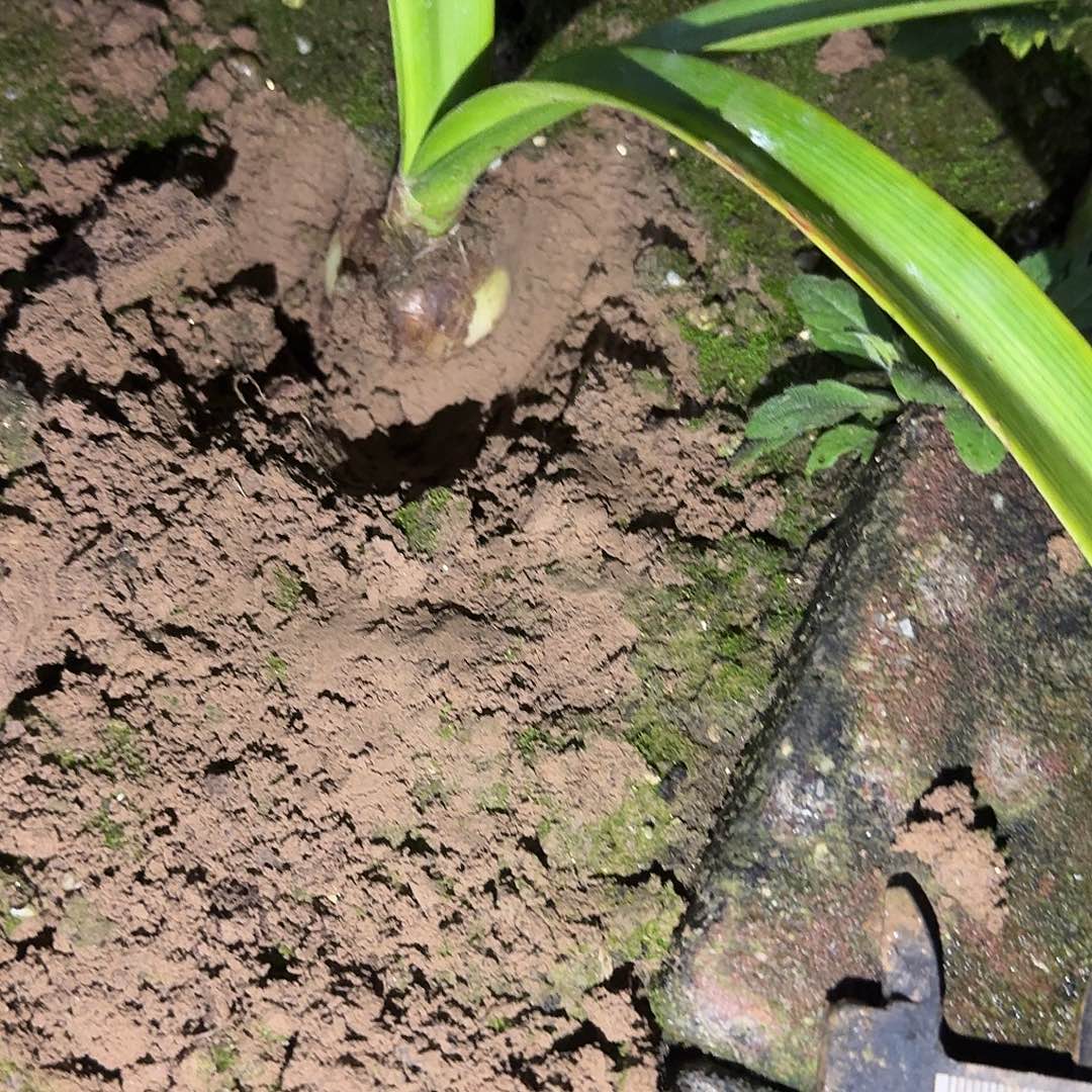 大雕3厘米裸根一棵