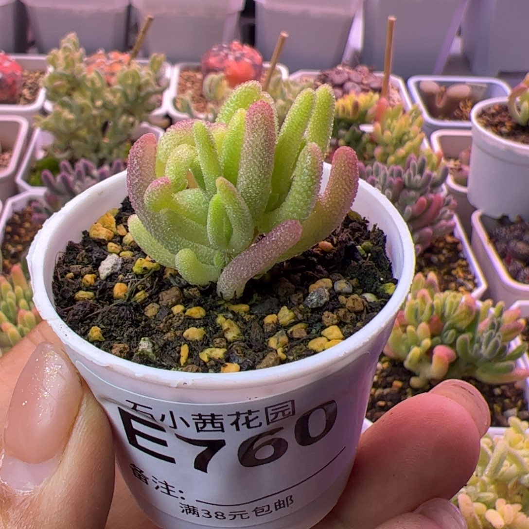 760多肉植物枝干钻石黄锦