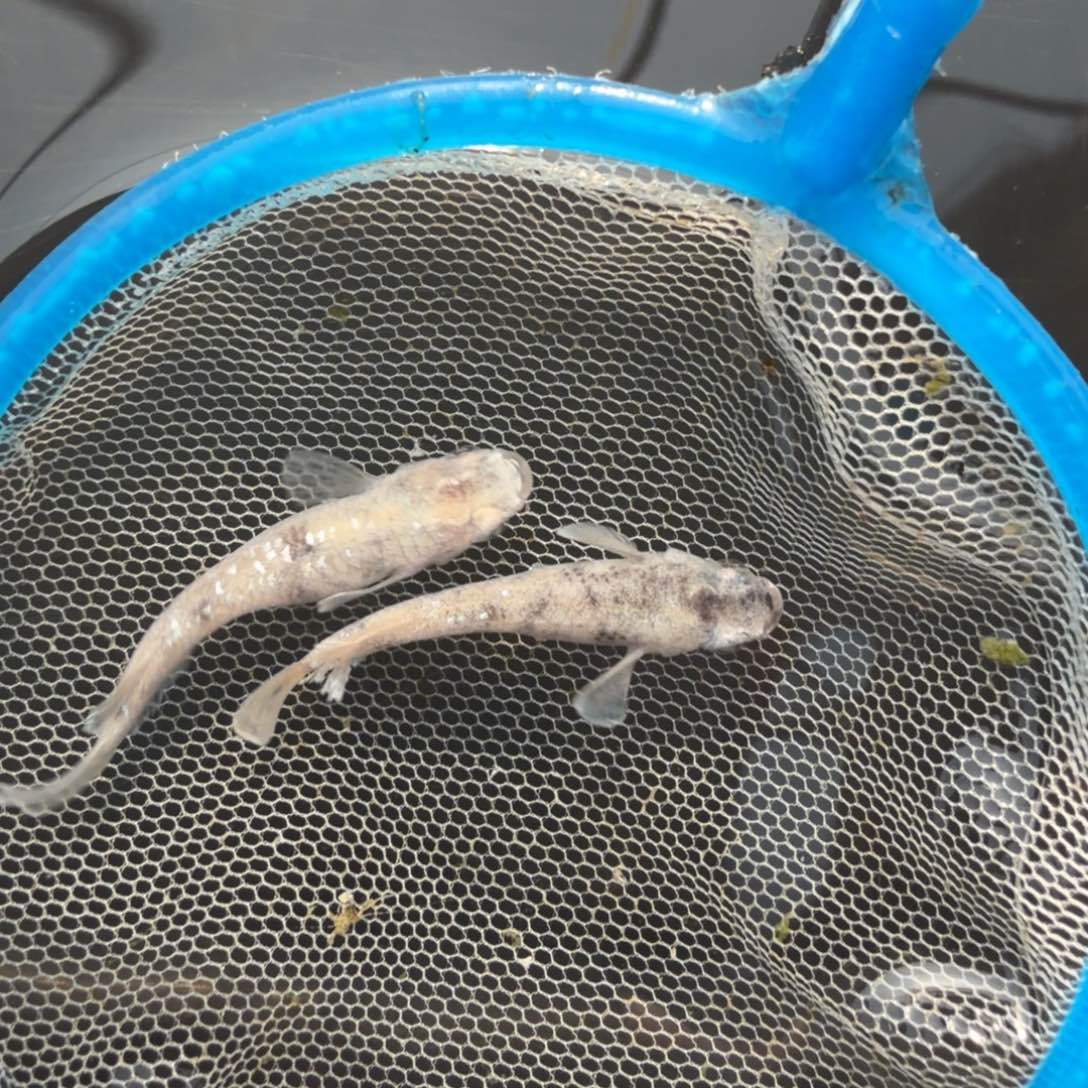 青鳉鱼608.雪山一对