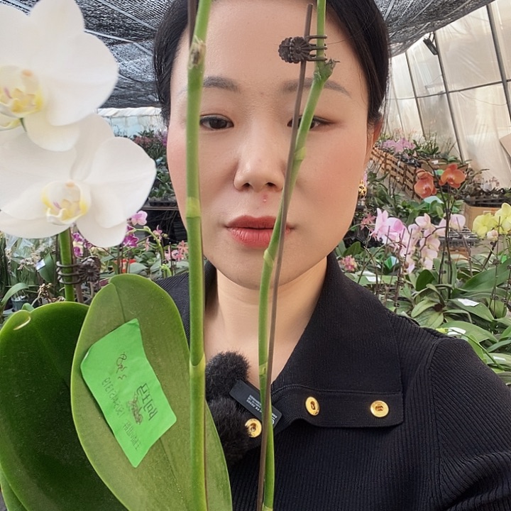 无花朵阿妈蝴蝶兰