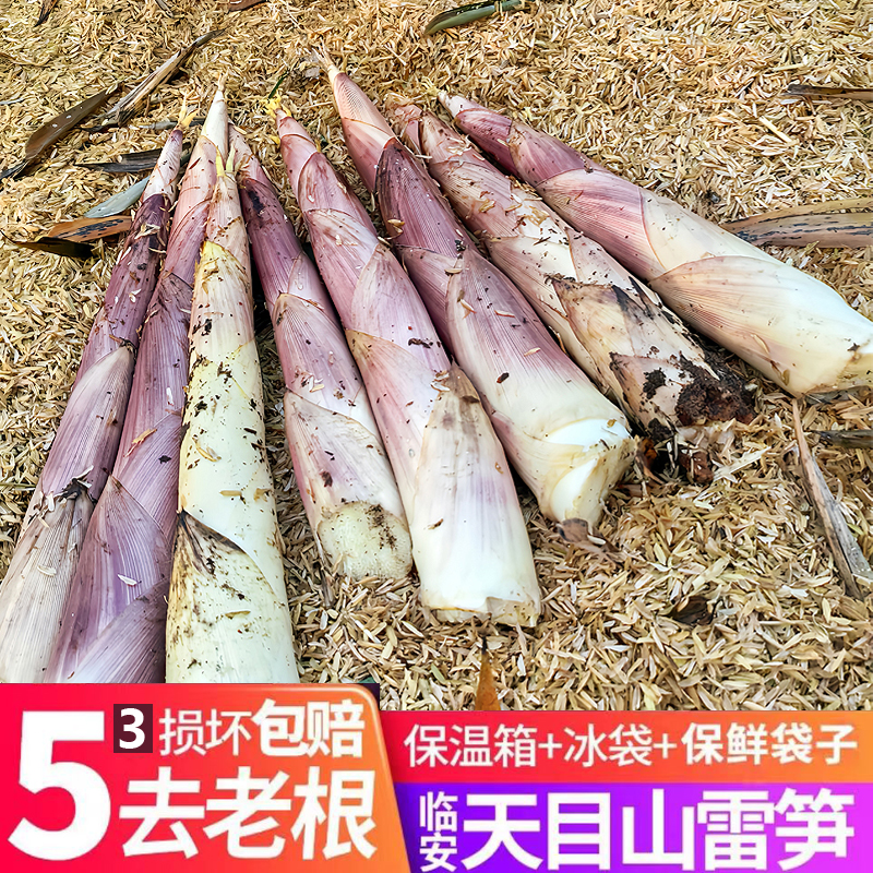 2026新鲜现挖天目雷笋现挖大笋冬笋鲜笋高山春笋竹笋油焖春笋脆甜