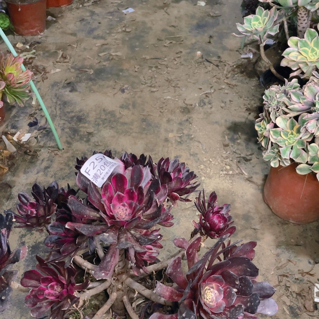 256红金刚多肉法师有伤