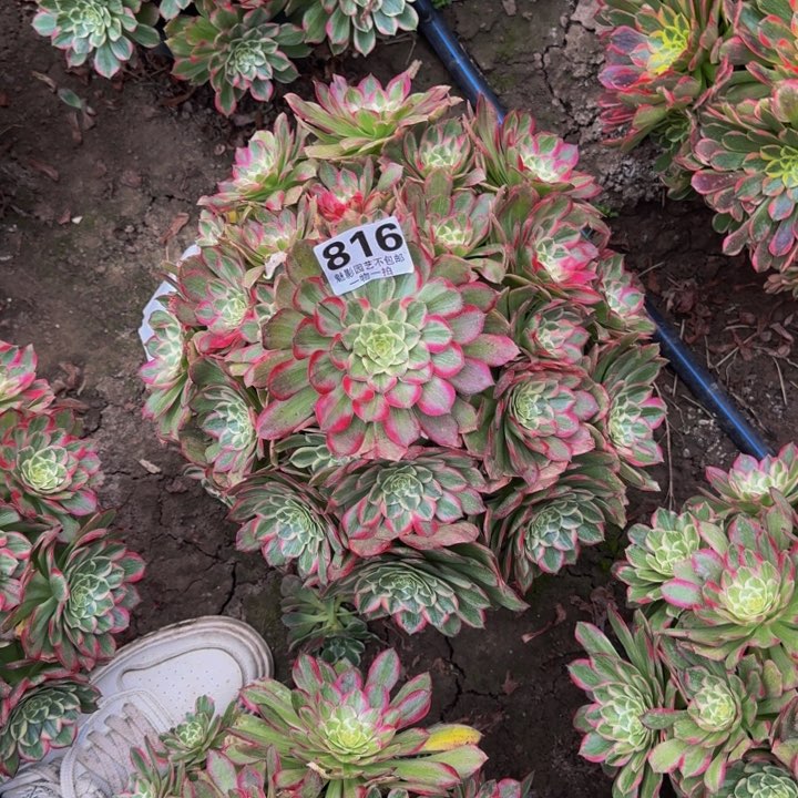 莲花花27-39包邮花花花花