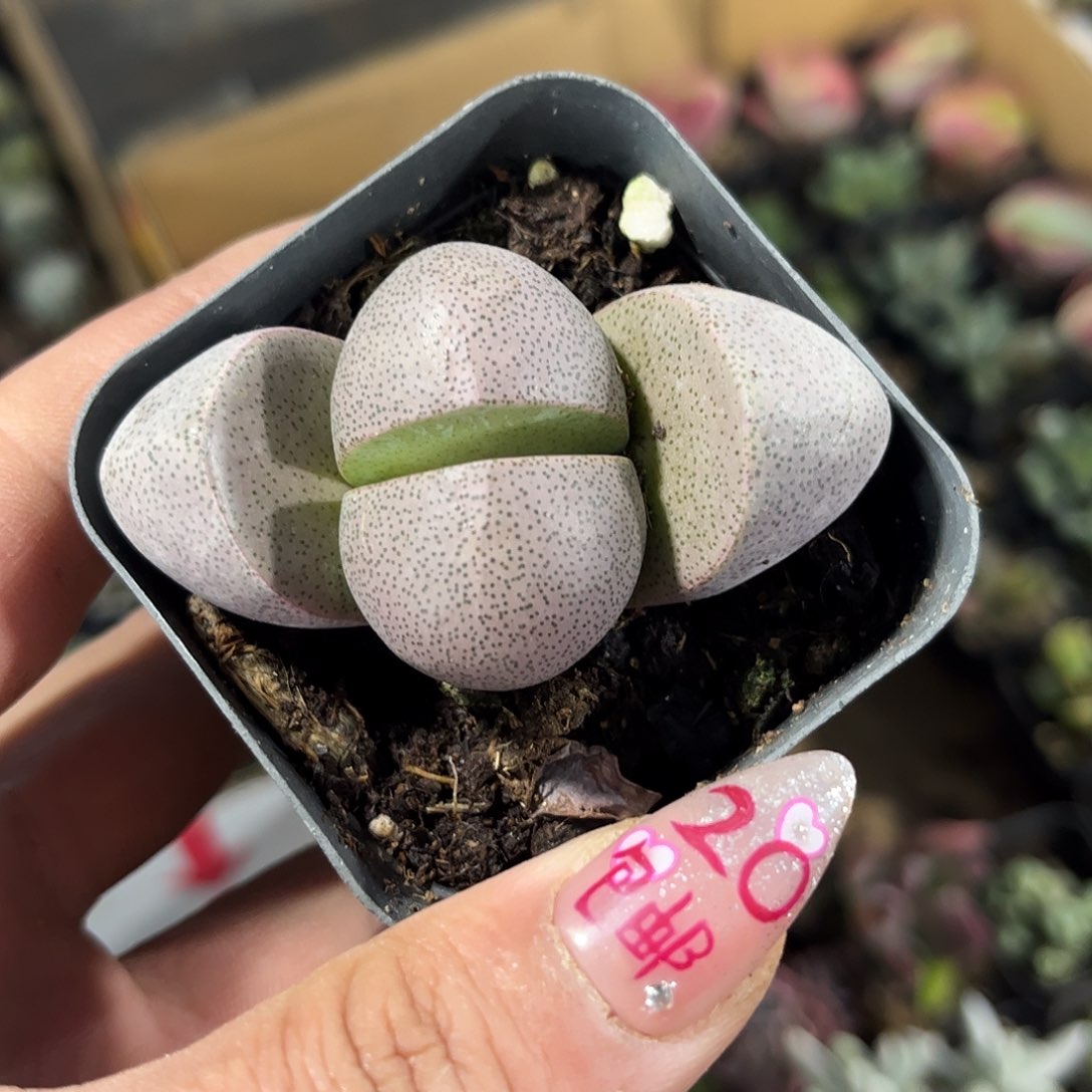 紫元宝单头发货有根