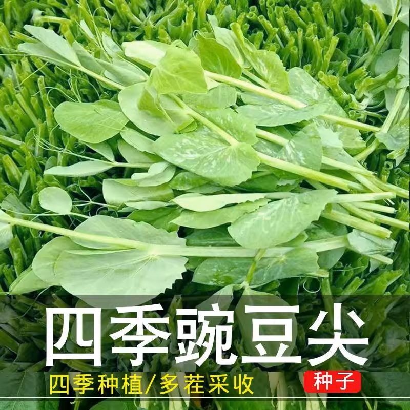 【全店满5包包邮】无须豌豆苗豌豆尖种子高产四季易种阳台盆栽蔬菜