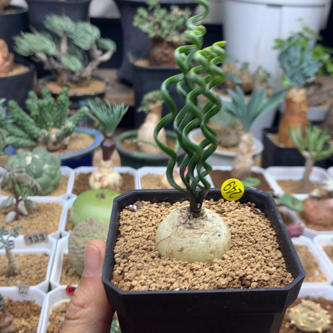 钢丝弹簧草多肉带盆249