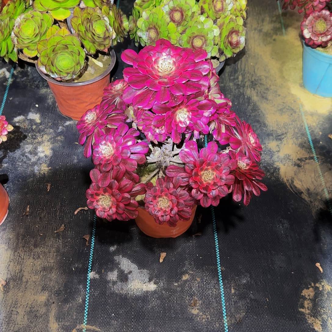 多肉植物美姬老庄