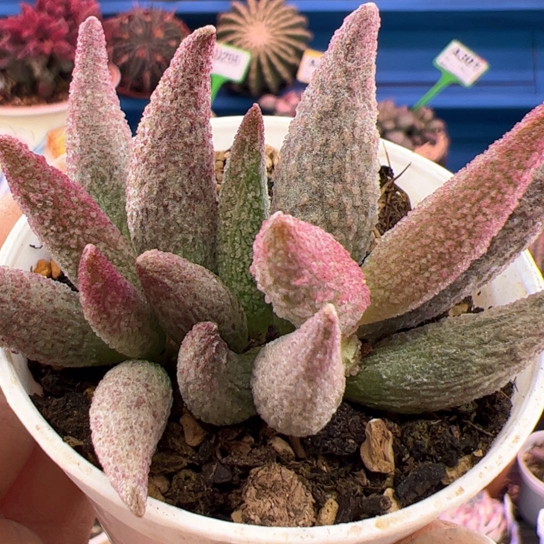 纯红哈默杂。         