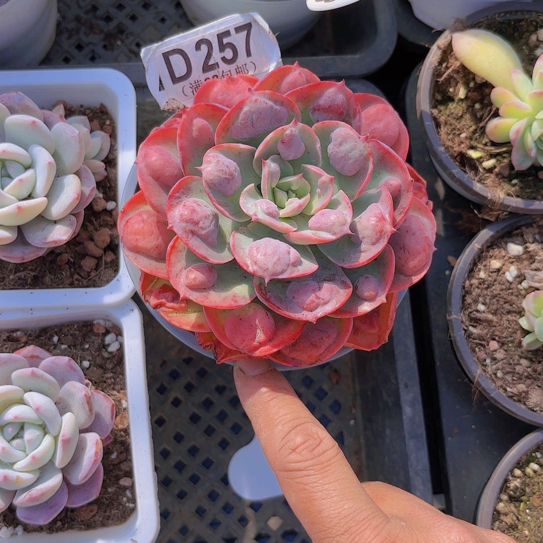 D257雨滴一物一拍