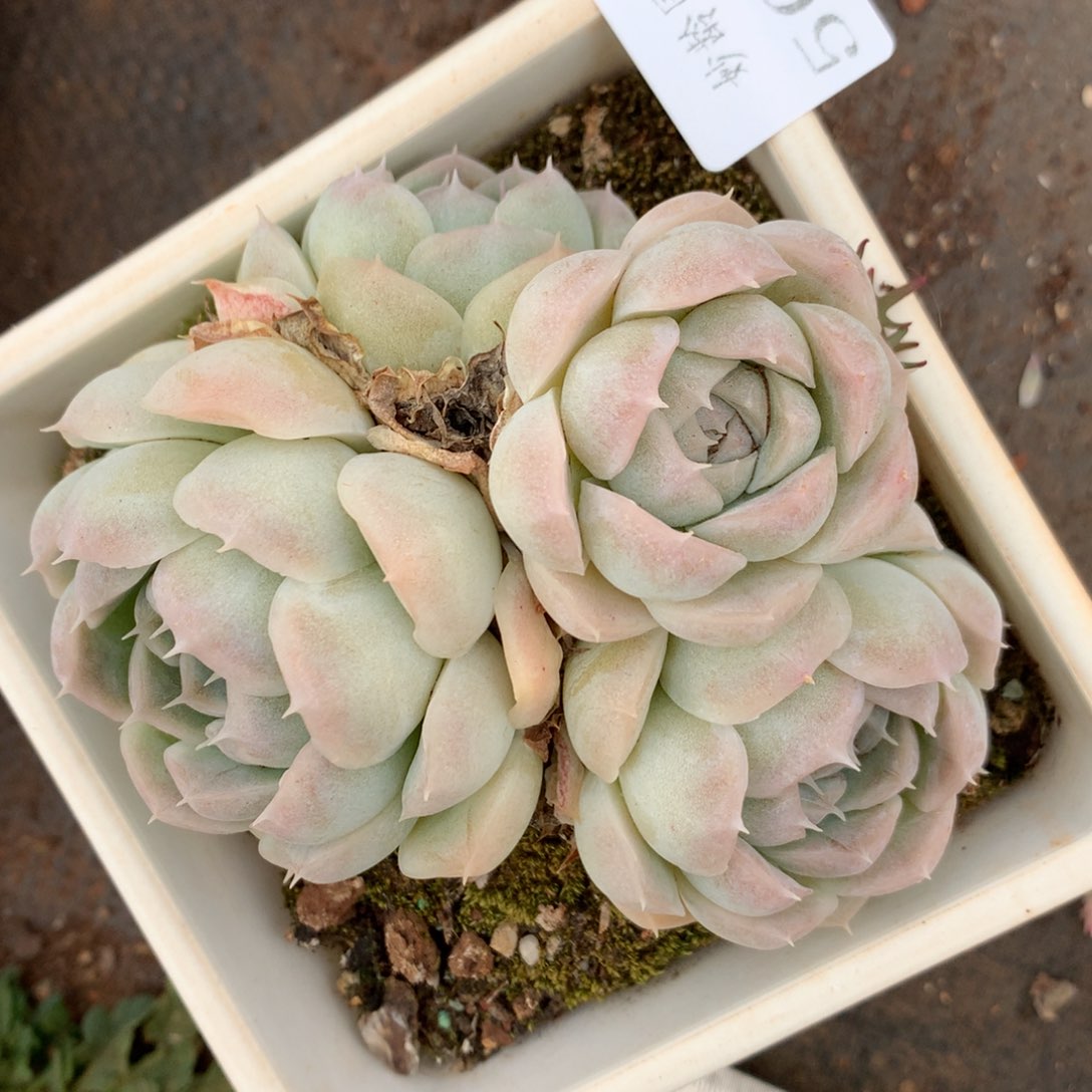 5096杂交精品基地10厘米