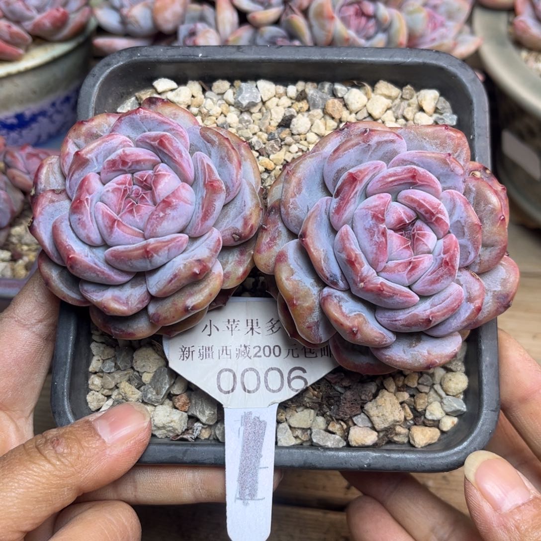 绿底紫心006/12cm2头