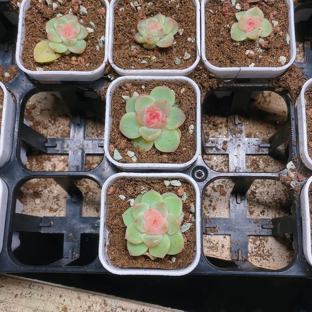 明月T0 状态盆一个满25包邮