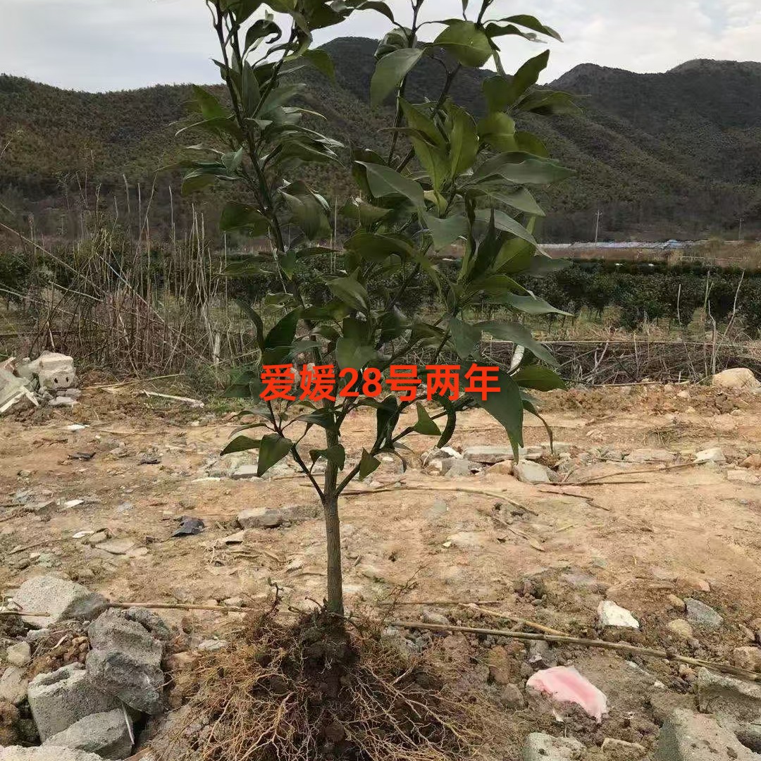 爱媛二十八号红美人两年苗