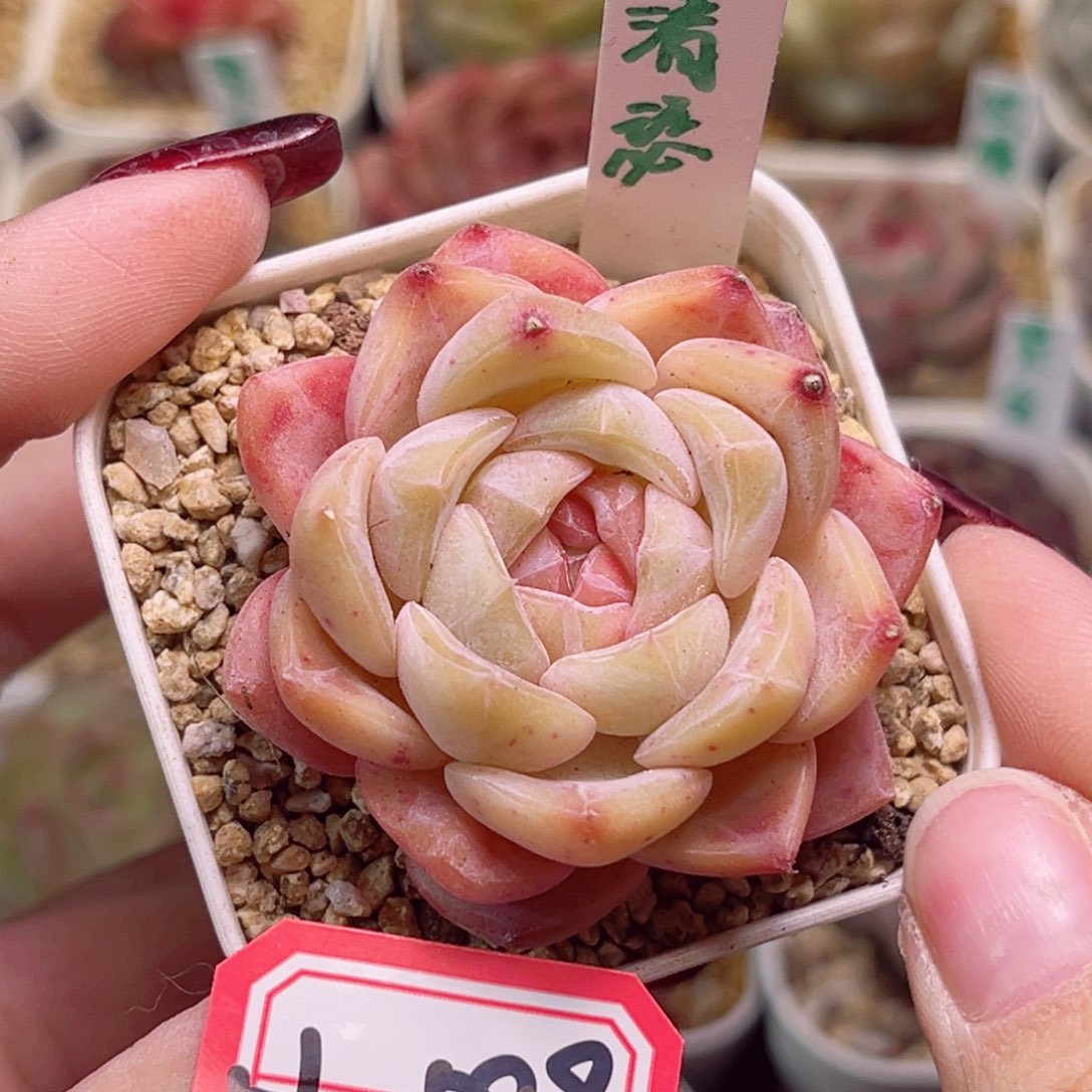 H589一物一拍 清瑟