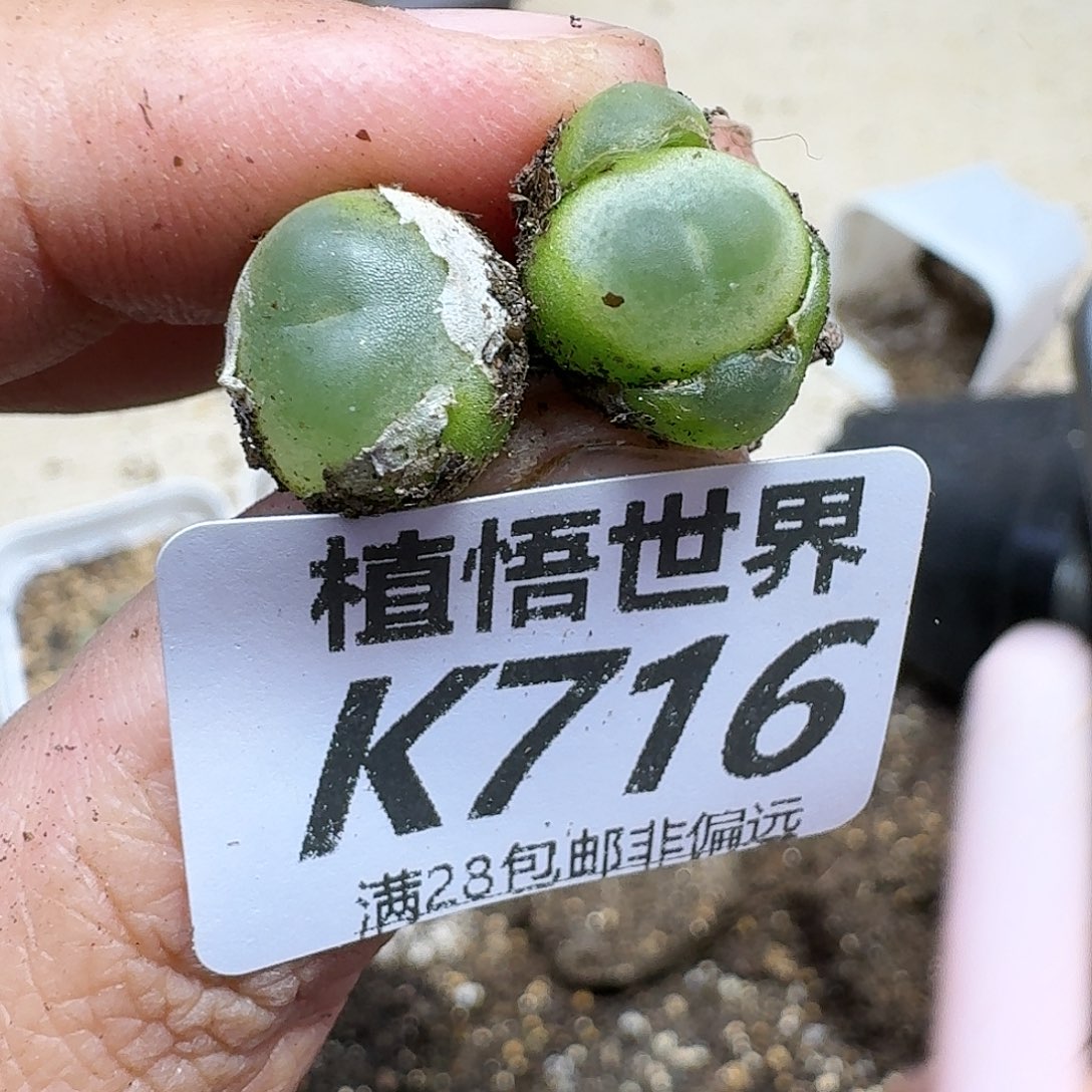 的植物的润泽thhj