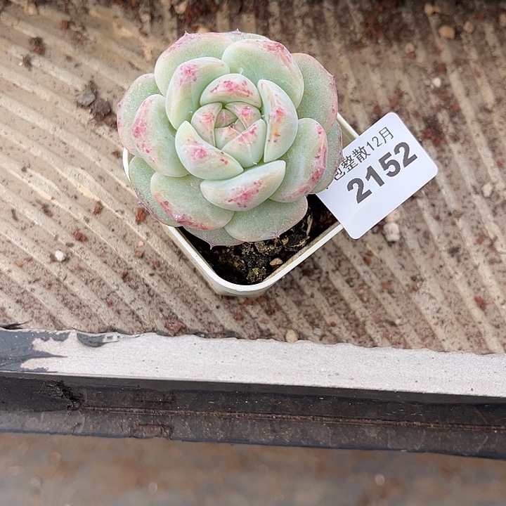 ****梓阿雅园艺。       2152