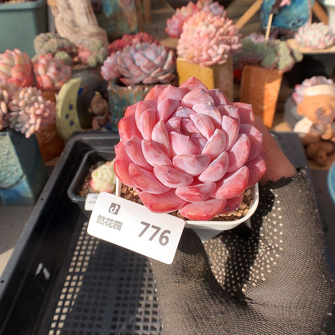 776琥魄多肉植物6636