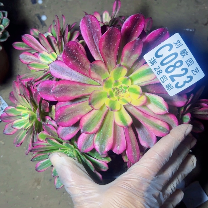 0823多肉植物法师法师