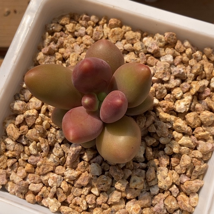 正版芒果奶多肉植物