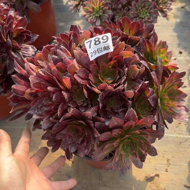 金丝缕……多肉植物……