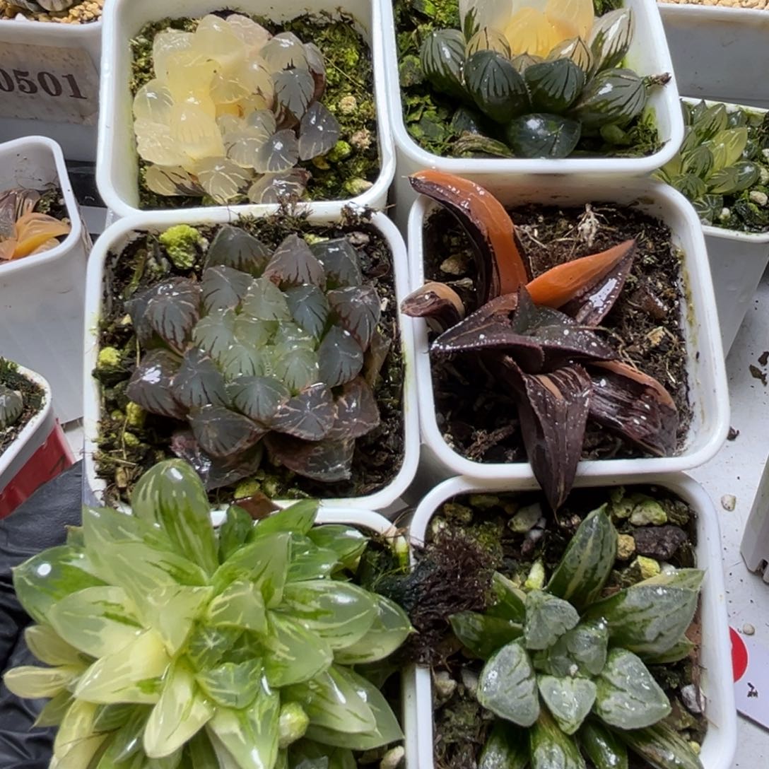 十二卷多肉植物438六颗