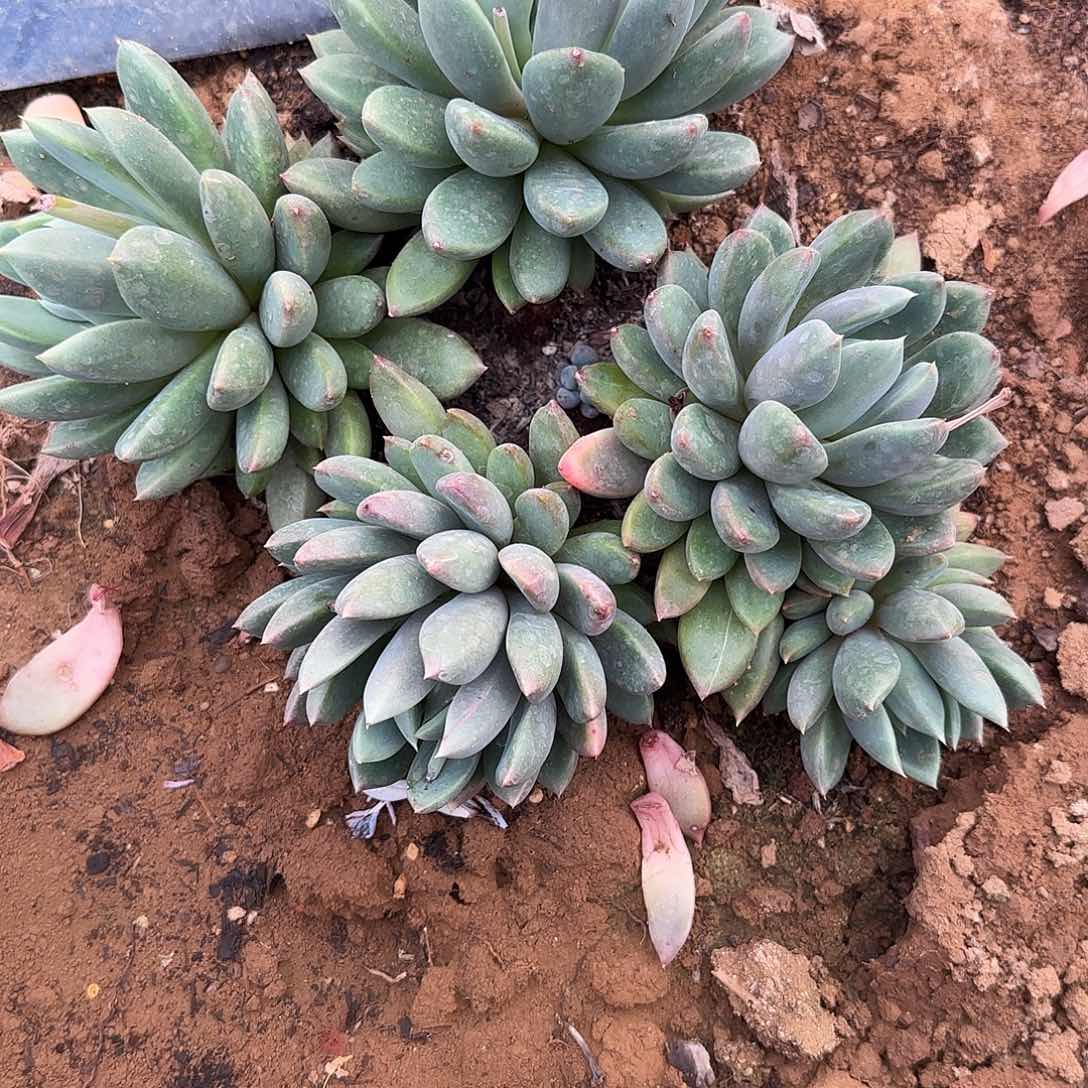 红**云多肉植物黄金象牙
