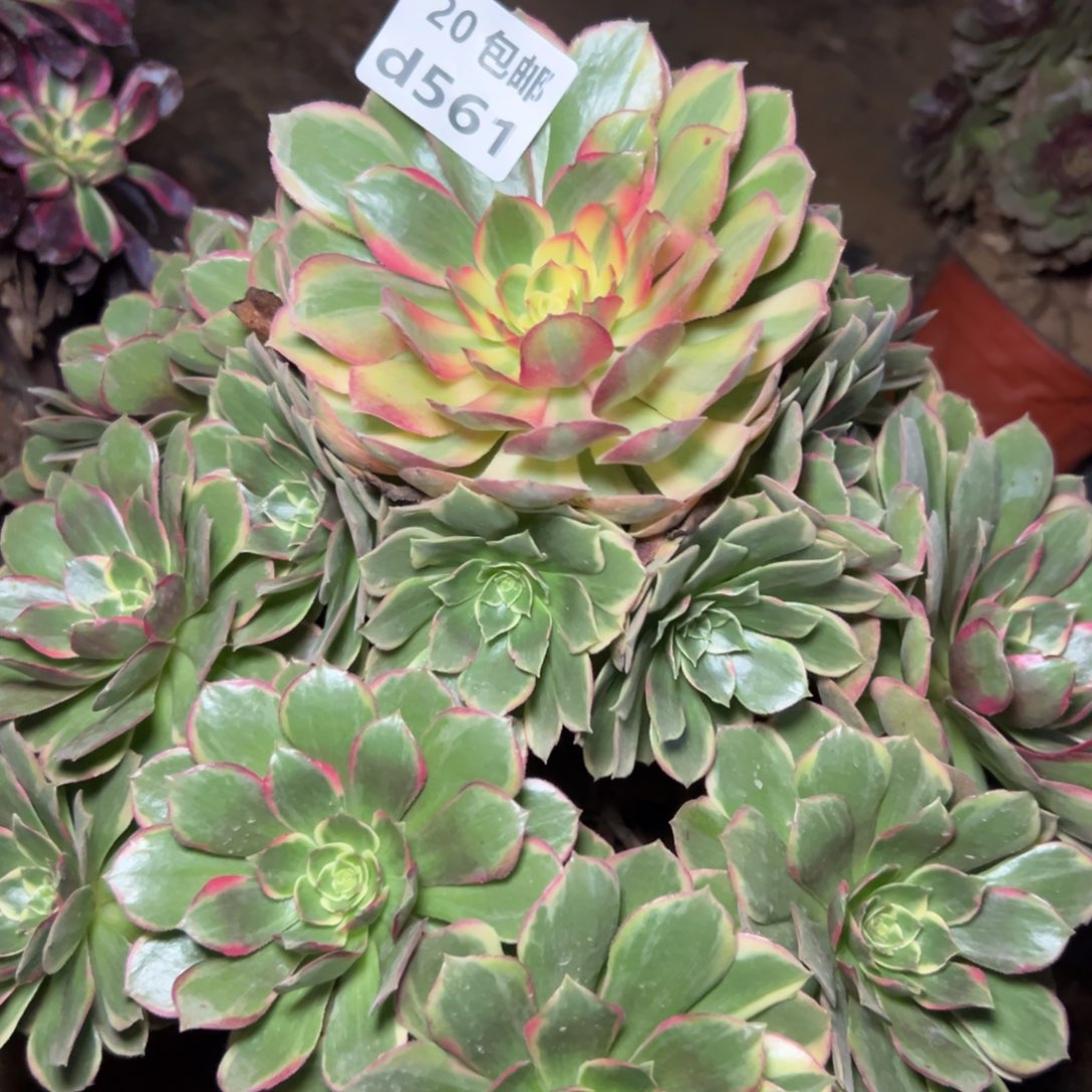 561粉花妖，多肉法师