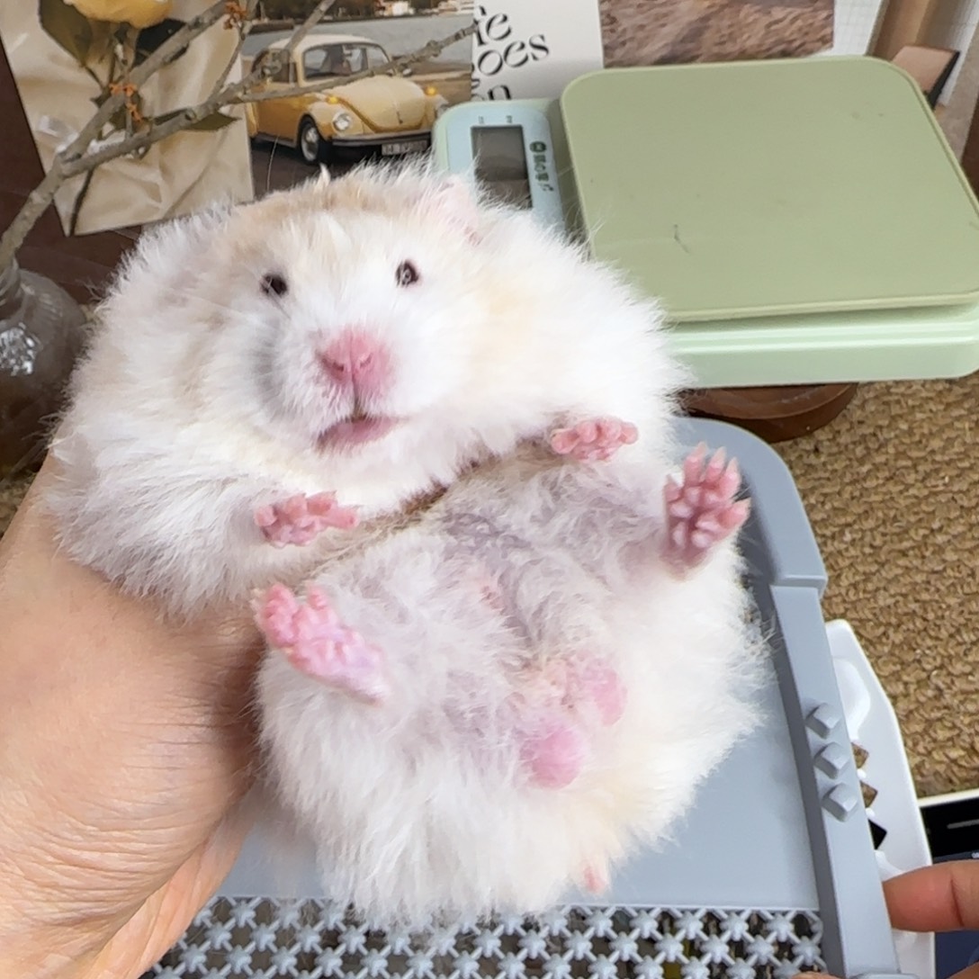 蜜波弟弟8.08生日