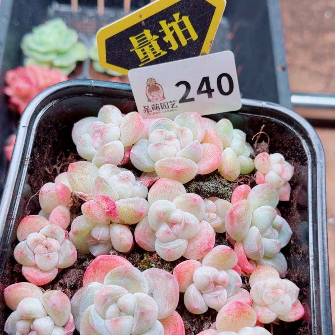 多肉植物多肉植物