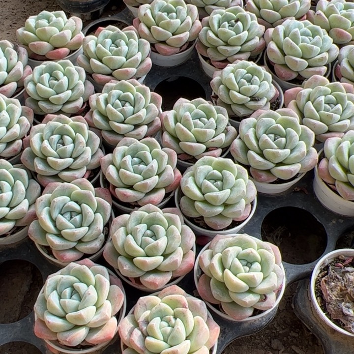 冰玉 满30包邮发货