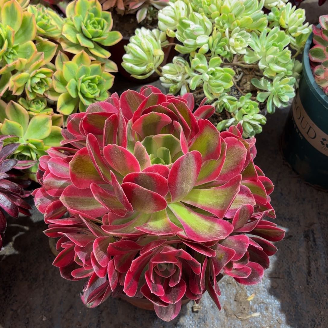 七彩石9.9法师多肉嫩