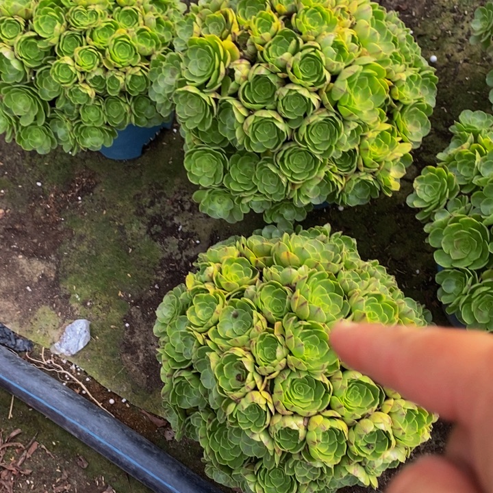 完全开放万圣节多肉1颗多肉