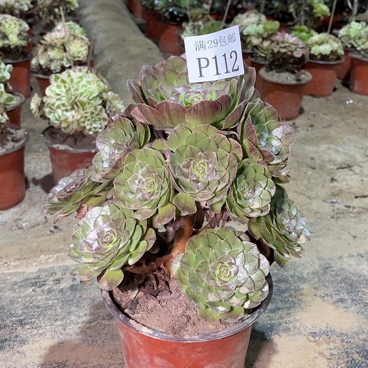 112万拉丝多肉植物