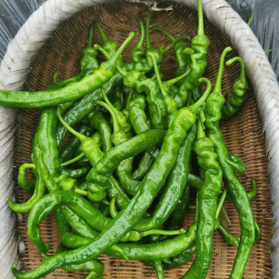 湘西高山螺丝椒/3斤