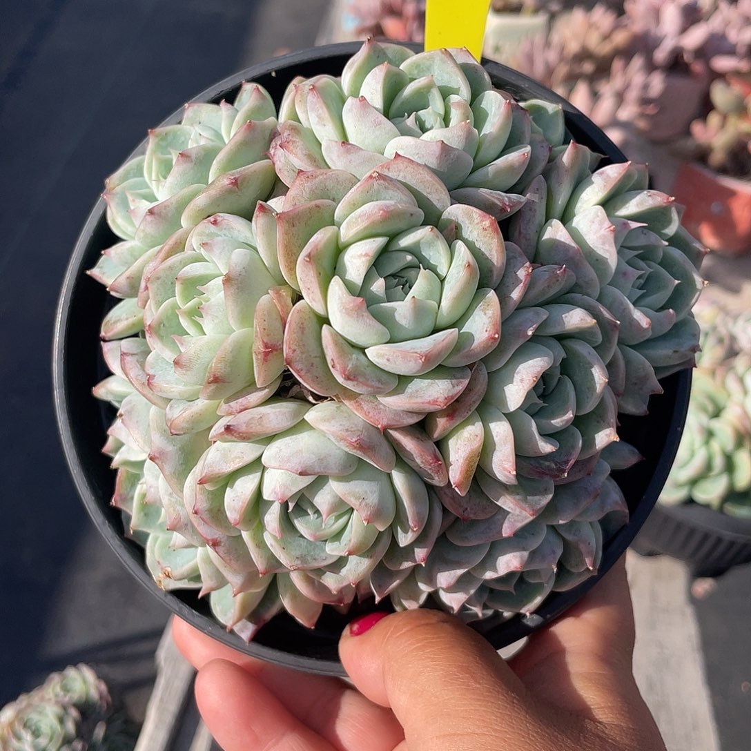 天鹅绒群生手捧194