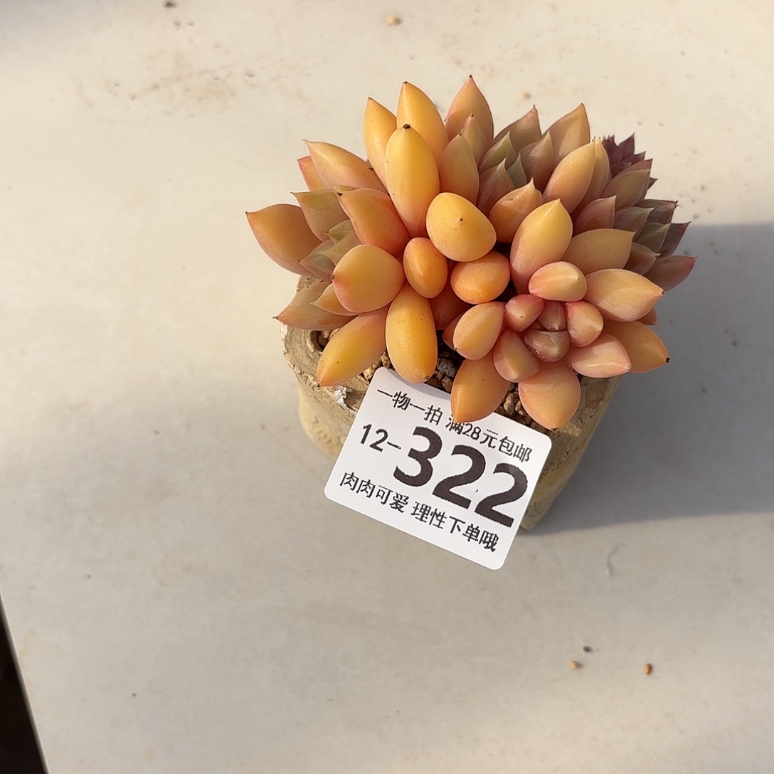 红象牙无盆土发货无盆