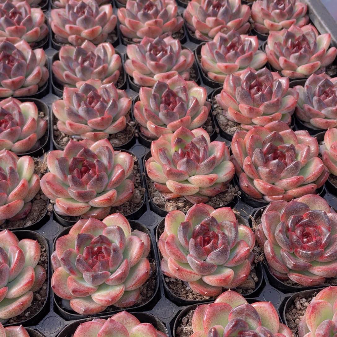 量拍69号 暗夜单头一个