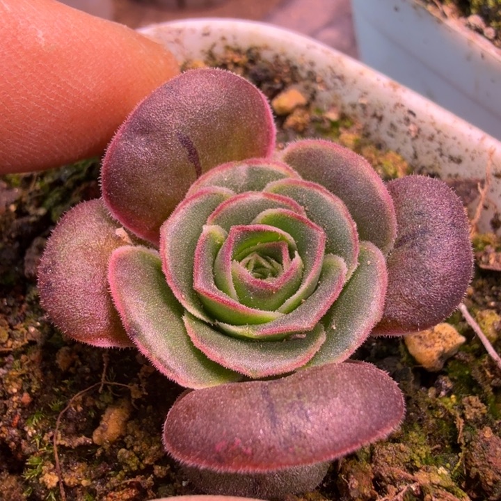 朱朱329  彩虹之翼三代