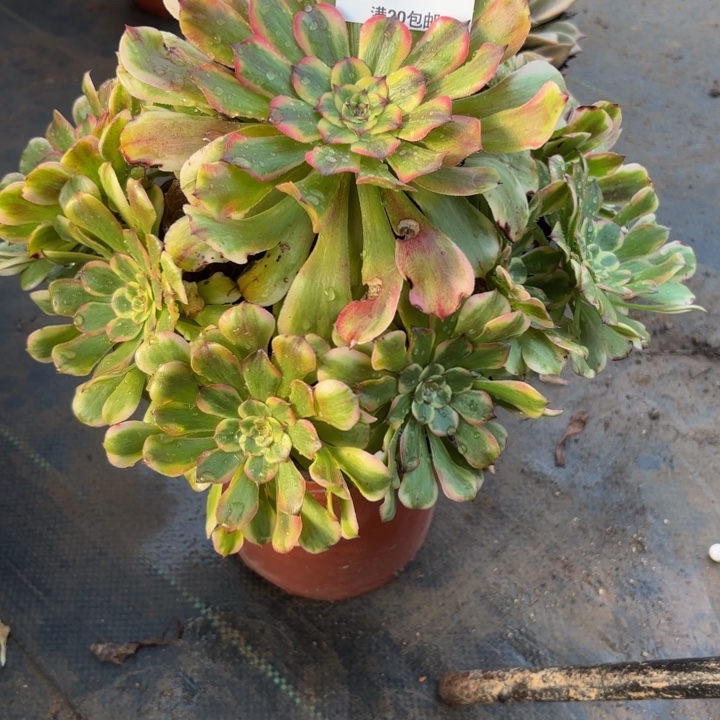 瑞妈，。。。？。？307沙皇，